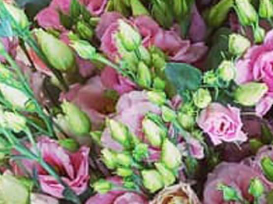 bloemen-en-planten.jpg