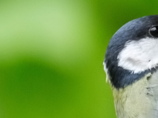 Nestkastjes banner