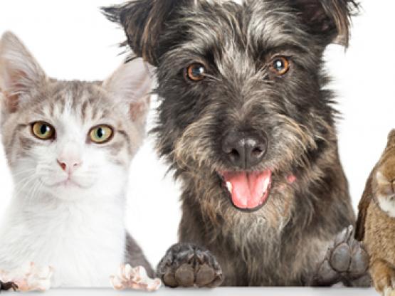 pets.jpg