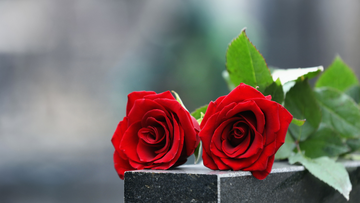 Bereikbaarheid begraafplaats Egelsberg in Maaseik