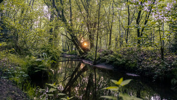 Maaseik zet in op duurzaam bosbeheer met Bosgroep Limburg