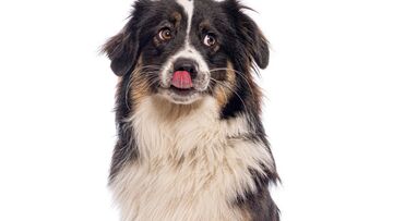 Hondenlosloopzone Rooierlee tijdelijk afgesloten