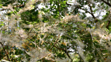 Vreemde spinnenwebben in de bomen? Geen processierupsen, wél spinselmotten!