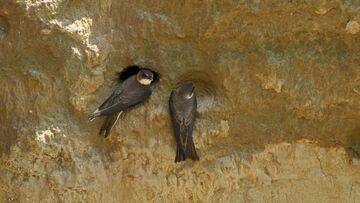 Oeverzwaluw kiest plek aan de Maas