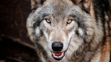 Demo-project: 'De Wolf, wees op je hoede!'